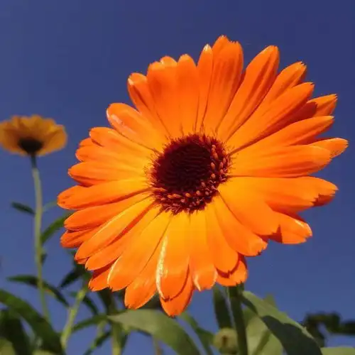 中老年头像大全女人微信头像花朵唯美图片
