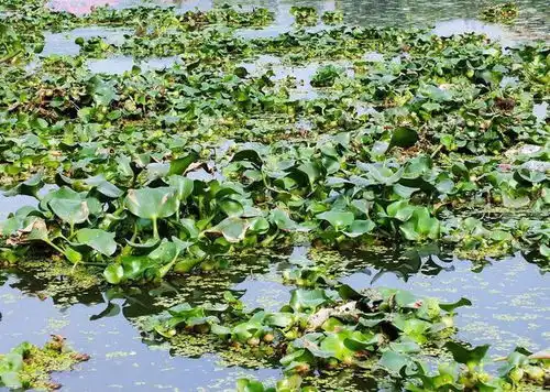 看见就烦的世界十大害草,如今成高档盆栽,农户一天能卖几十盆
