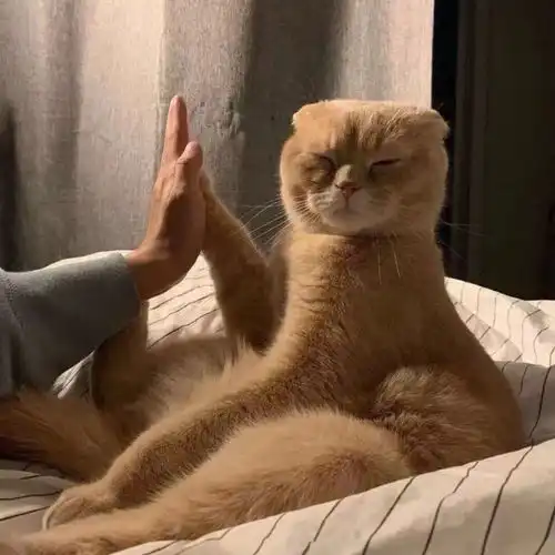 男生头像后来月亮失约了,太阳也下山了
