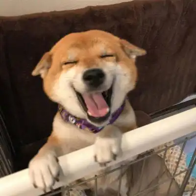 柴犬头像搞笑高清图片单身狗头像柴犬系列
