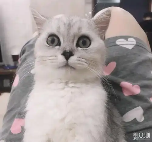 铲屎官假装晕倒后,猫猫会是什么反应
