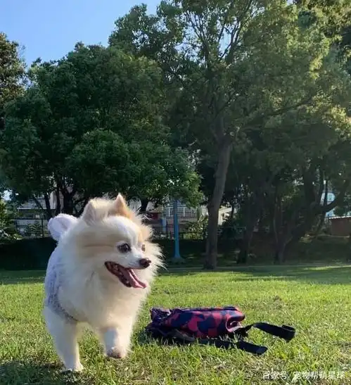 爱犬车上开心微笑,妈闻见一股怪味,看到之后差点晕厥

