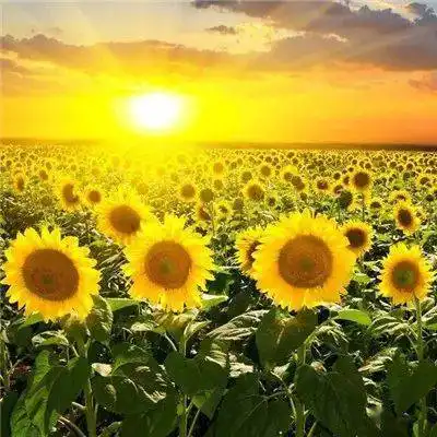 中老年头像大全吉利的好看旺运的微信头像
