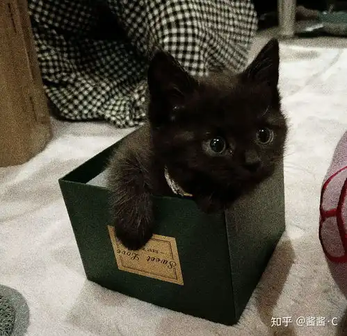 我与元宝哥小猫咪二三事流水账记到宠物店后医生都看不出品种的小猫咪
