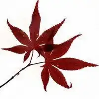 2019年最美的树叶的微信头像

