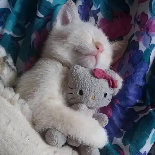 猫咪睡这些地方,说明它没把你当主人,很明显

