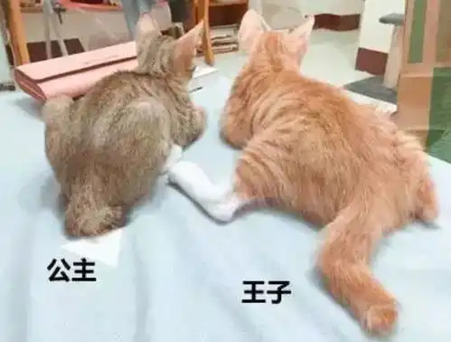 我家猫坐在床上,像个人一样看着我
