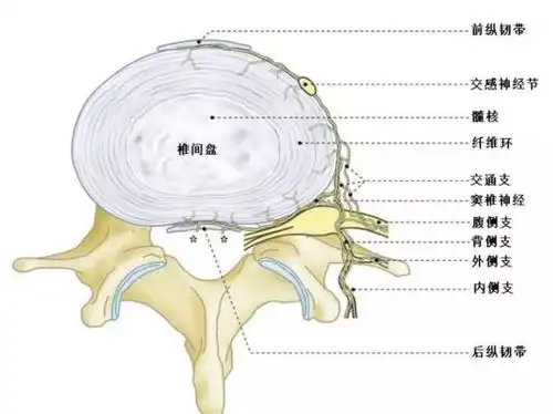 4分钟动画与文字带你深度认识脊柱解剖生物力学突出原理
