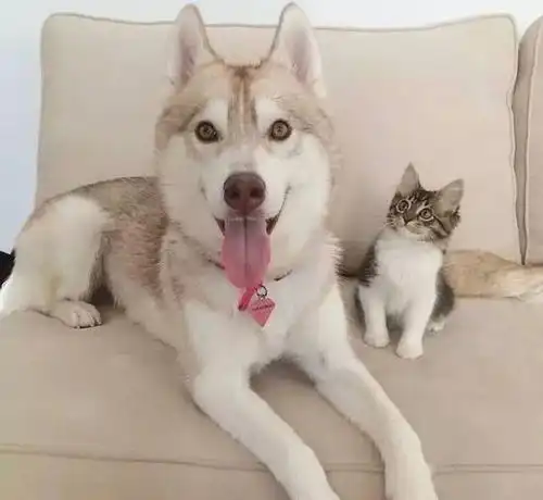 被逗逼汪星人含辛茹苦养大的喵星人,这高冷的路线是圆不回来的了
