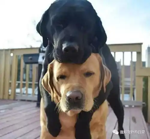 大黄狗失恋心情不好,好兄弟小黑过来安慰它,可到最后画风突变
