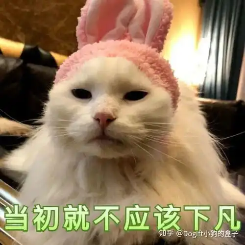 为什么我劝你别养布偶猫了它在猫界怂出新高度了
