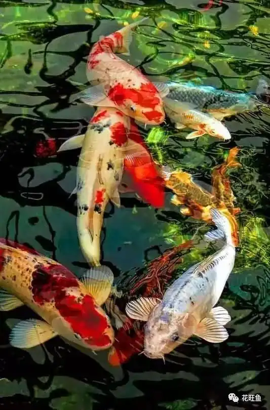 养锦鲤鱼与财运的关系
