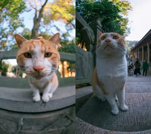 杭州灵隐大橘猫走红,吃饱了悟禅,遇见有缘人就赖上让抱
