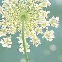 为什么我不再是你的快乐优雅自然的唯美个性头像
