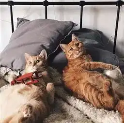 两只被遗弃的奶猫被这名妹纸捡到后,过上了令人羡慕的生活
