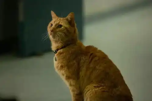 为了看懂这部电影,我们采访了橘猫演员gonzo

