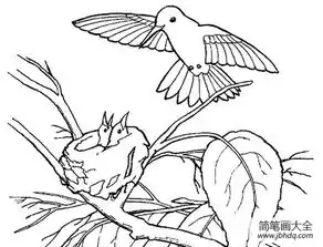鸟妈妈喂食它的小鸟们简笔画
