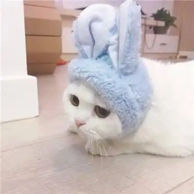 猫咪情侣头像两张一对可爱萌宠个性情侣头像大全
