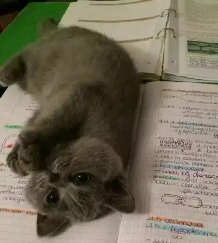 请问你家电脑长猫了吗
