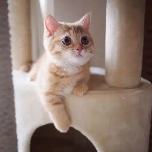 肌肉小哥哥带猫咪一起健身,迷倒了多少女孩子
