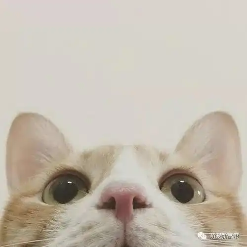 萌宠猫咪,可爱图片大全
