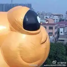 广东大黄蛙系新吉祥物跟大黄鸭同一地方出厂

