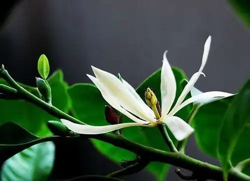 一日一花一诗白兰花
