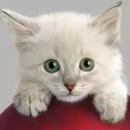 乘嘻哈风而起,donhot当哈驴火完成1000万元天使轮融资
