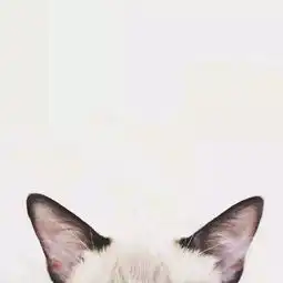 情侣头像,全是猫咪
