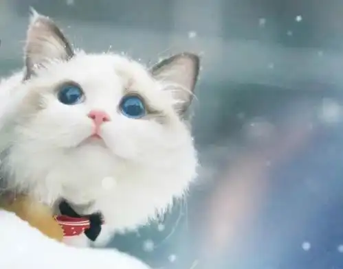 天太热,带给大家雪花里的猫咪

