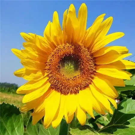 风景图片大全唯美风景图片风景图片素材腾牛个性网
