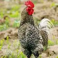 18年属鸡好运吉祥招财微信头像
