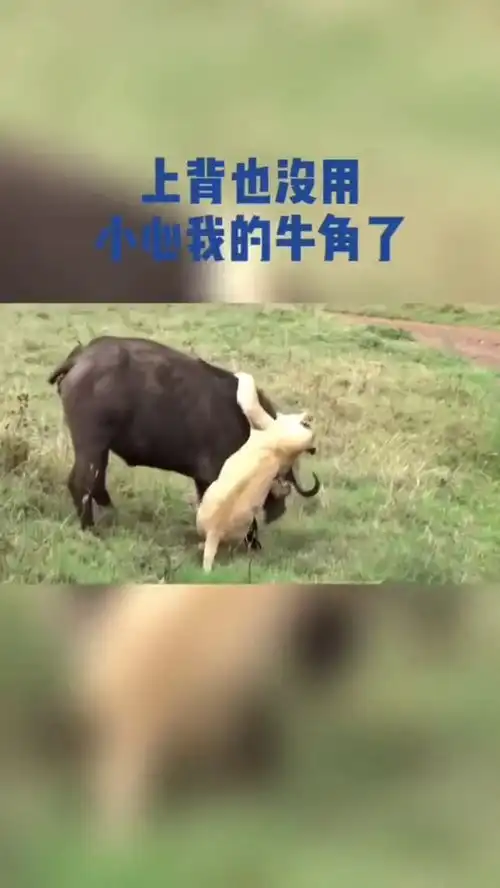 狮子狩猎水牛,却被一头挑翻在地,只能落荒而逃了
