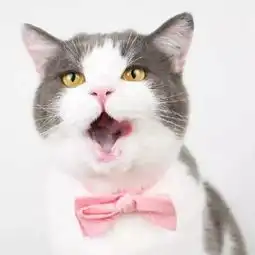 猫主子们讨厌的这七件事,你踩雷了没
