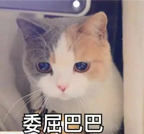 宠物绝育后,知道自己不完整了么
