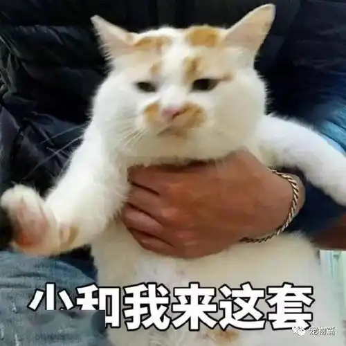 猫咪睡觉时跟你的距离,暴露了它爱你的程度

