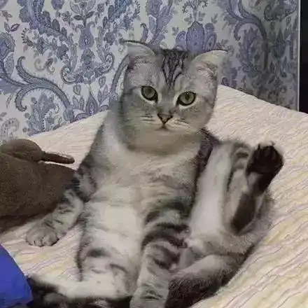 女子得了癌,本想养只猫来陪伴孩子,结局却是她万万没有想到的
