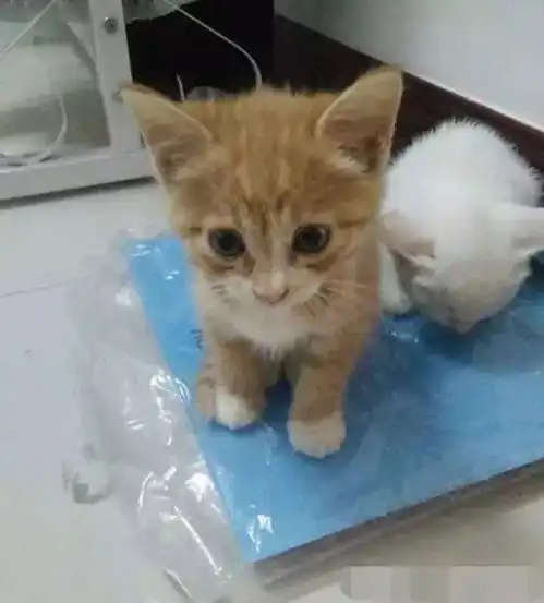 街头有卖小奶猫的,女孩一口气买了四只
