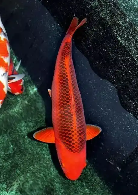 11月最后1天,百年难遇好运日愿你一生好运不断,赶紧打开看看
