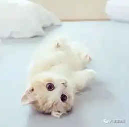 为什么喜欢养猫,大概这些就是原因吧
