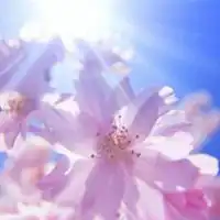 1969年属鸡招财好运微信头像
