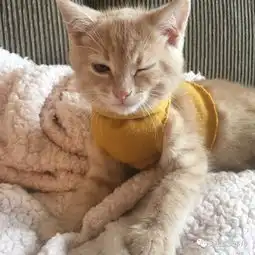 心情不好的时候,果然还是吸猫吸狗吸萌物最治愈了啊
