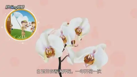 怎么区分白玉兰和白兰花
