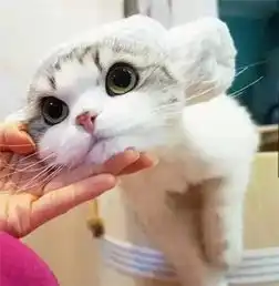 脸大怎么了脸大才可爱揭秘真正的包子脸
