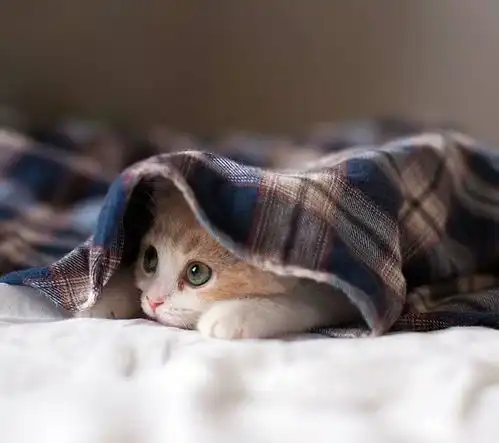 周末有没有小哥哥一起撸猫
