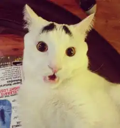 八字眉囧猫身份及海量图片,各种猫咪网红粗线
