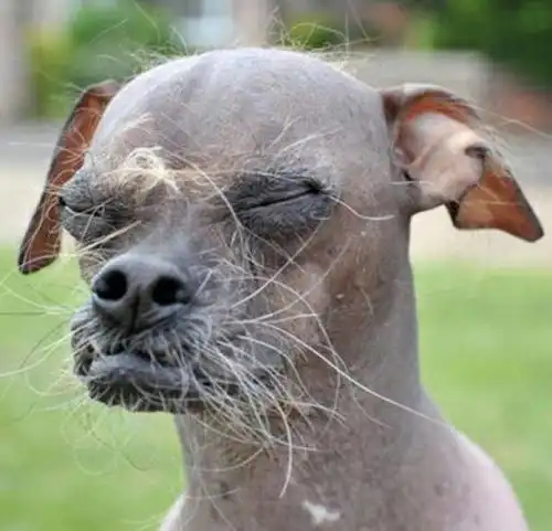 世界上长得最丑的狗,狗主人都被丑哭了
