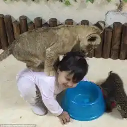 超级土豪养大猫当宠物猎豹出行配豪车赛艇lv箱包
