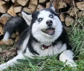 中国父母的一天,太形象了
