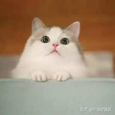 猫泪痕的地方秃了
